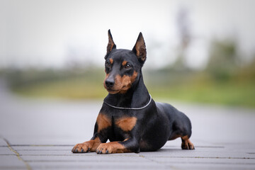 portrait of an adorable little dog, pinscher breed
