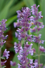 Echte Salbei (Salvia officinalis) mit lila Blüten, Heilpflanze, Gewürzpflanze