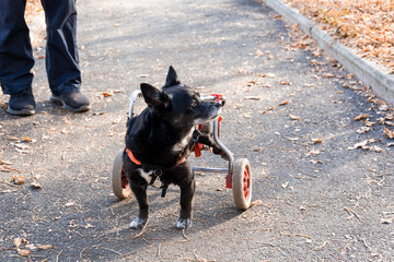 The dog is disabled, moves in a wheelchair.