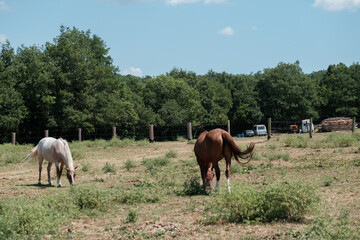 Horse  grazing in a field