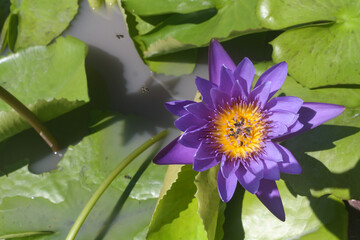 Beautiful purple lotus and insects
