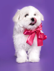 Maltese dog puupy
