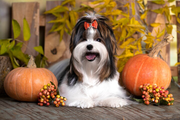 puppy dog Biewer Yorkshire Terrier and autumn yellow pumpkins