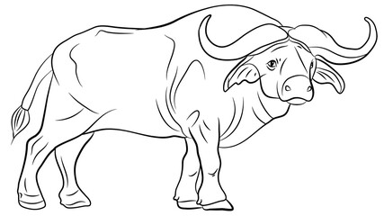 Large wild animal buffalo, black and white image.