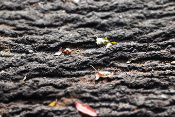 .... in the ground