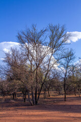 Fototapeta premium Landscape of African wilderness with dense bush, blue sky and white clouds
