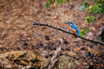 Common kingfisher (Alcedo atthis), also known as the Eurasian kingfisher and river kingfisher.