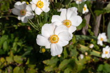 Japanese anemone white flowers growing in a garden