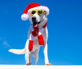 happy dog with christmas hat