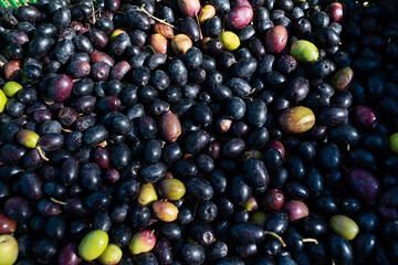 Mucchio di olive fresche appena raccolte 