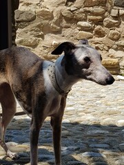 great dane dog