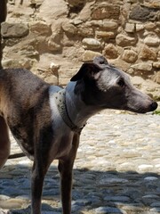portrait of a dog