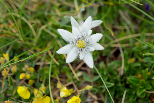 Edelweis