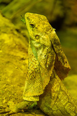 The frill-necked lizard (Chlamydosaurus kingii), also known commonly as the frilled lizard, frilled...