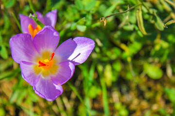 Purple crocus flower