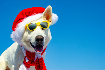 happy dog with christmas hat