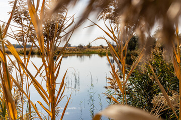 Lake, reeds and wild ducks