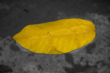 Hojas caidas en oto&ntilde;o