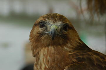 close up of a hawk