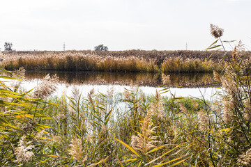 Lake, reeds and wild ducks