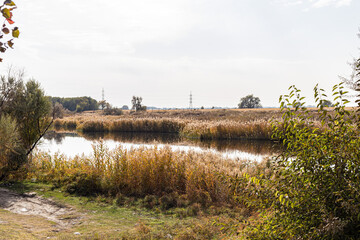 Lake, reeds and wild ducks