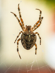 Spinne
