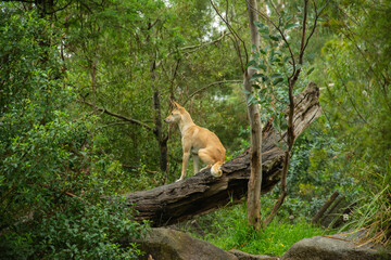 A profile picture of a ginger dingo dog (Canis lupus dingo) sitting on a tree branch in Victoria,...