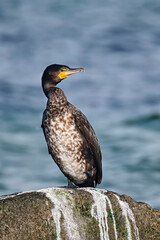 Kormoran ( Phalacrocorax carbo ).