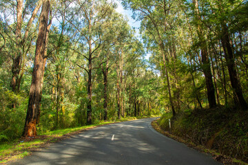 An empty two-line road through the eucalyptus forest in Yarra Valley, Victoria, Australia