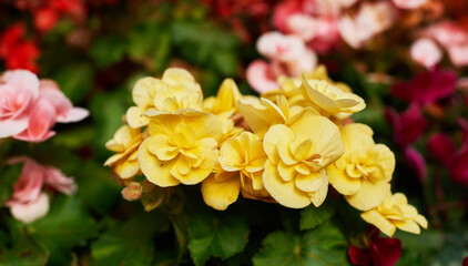 Blooming begonias in the garden. Bright yellow flowers, wax begonia. Decorative plant close-up.