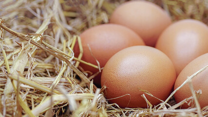eggs on a haystack.Eggs in a nest.