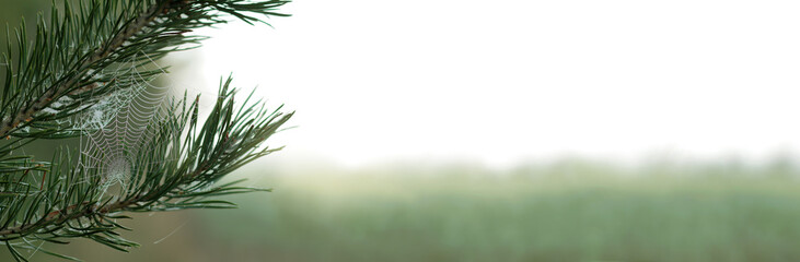 Fototapeta premium pine branch with a cobweb covered with dew drops. long background for autumn lettering