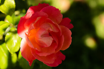 Red rose closeup outdoors partly in sun background