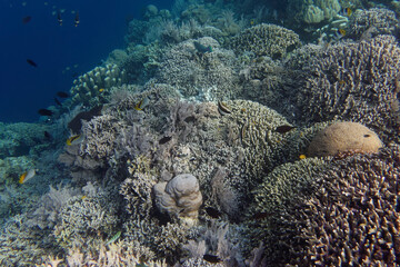 Coral reef scenery at Bunaken Island, Sulawesi, Indonesia