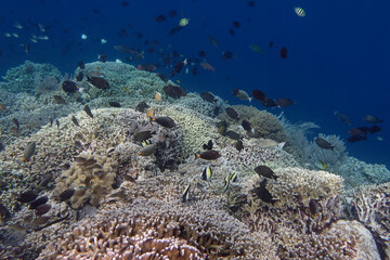 Coral reef scenery at Bunaken Island, Sulawesi, Indonesia