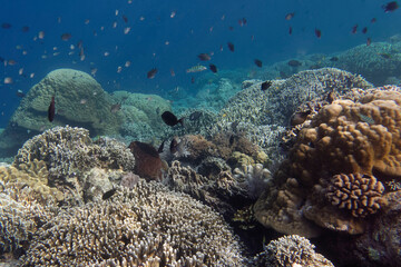 Coral reef scenery at Bunaken Island, Sulawesi, Indonesia