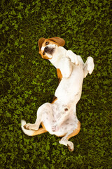 Beagle wallow and roll on grass. Dog has relaxation time lying down on green grass.