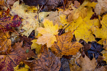 Colorful backround image of fallen autumn leaves perfect for seasonal use