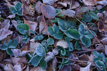 寒い朝。うっすらと霜の付いた庭の草。