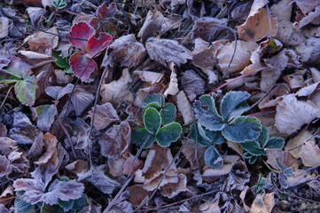 寒い朝。うっすらと霜の付いた庭の草。