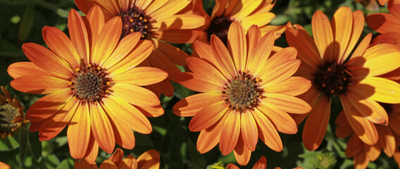 Fleur d'Osteospermum oranges