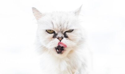 White persian cat with black Tear Stains under eyes.