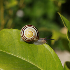 Escargot sur une feuille