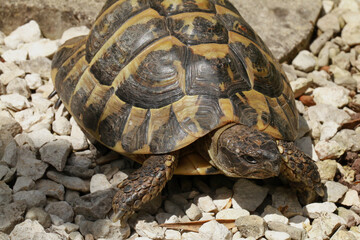 Tortue d'Hermann	
