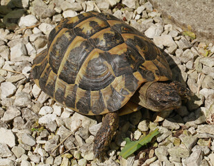 Tortue d'Hermann	
