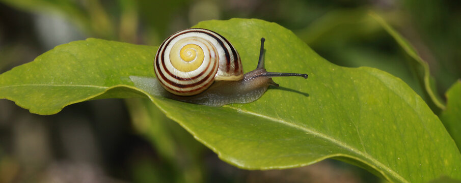 GartenSchnirkelschneckeBilder StockFotos & Videos. Adobe Stock