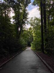 Obraz premium path in the woods