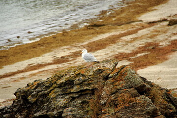 Mouette