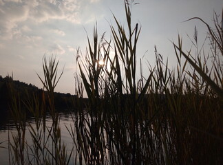 reeds at sunset