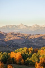 green fir trees in yellow and red colored autumn mountain forest.artvin 